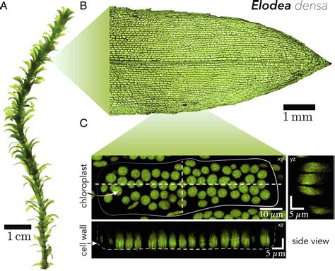 紫背萬年青滲透實驗結果|實驗二 植物細胞 (Plant Cell)